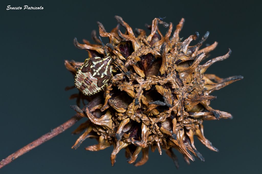 ninfa di Carpocoris sp. (Pentatomidae)